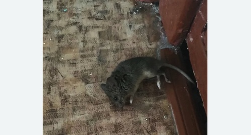 Дезинфекция от мышей в Острогожске