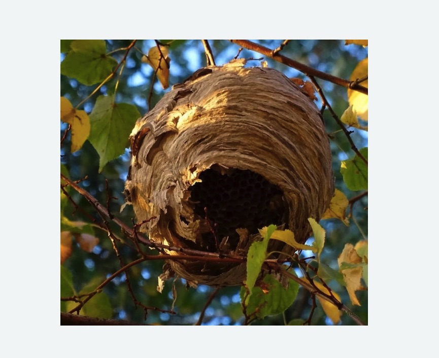 Обработка от шершней в Острогожске