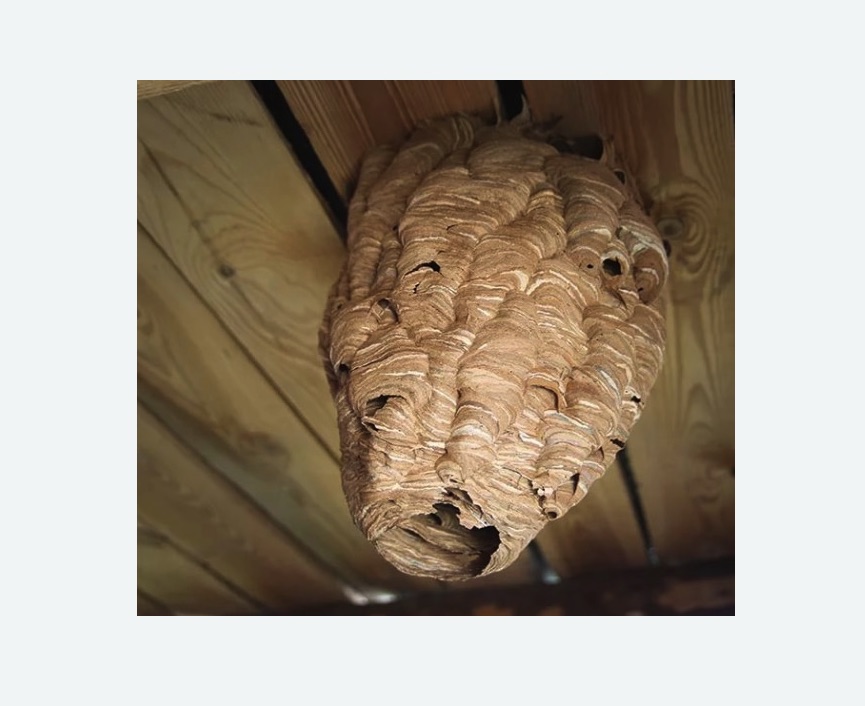 обработка от шершней в Острогожске