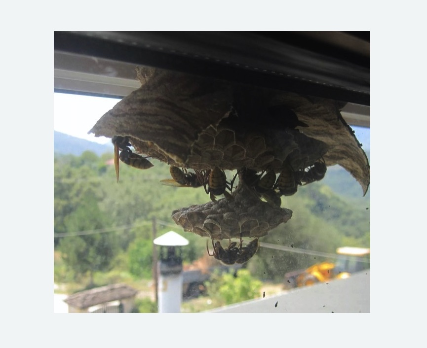 Уничтожение гнёзд шершней в Острогожске