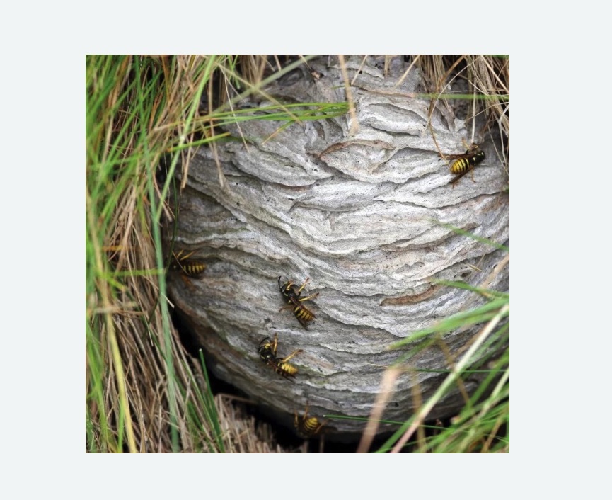 Уничтожение ос и ульев в Острогожске